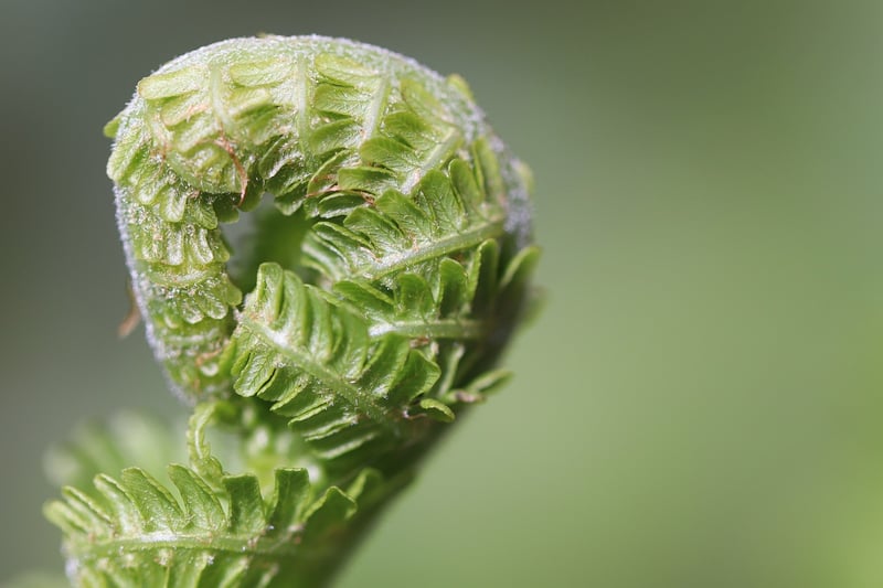 Mystical Ferns