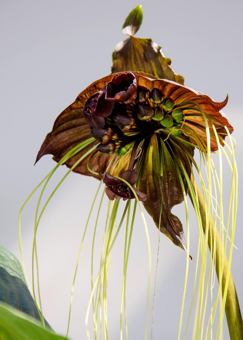 Black Bat Flower