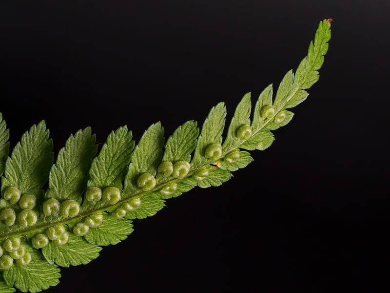 Mystical Ferns