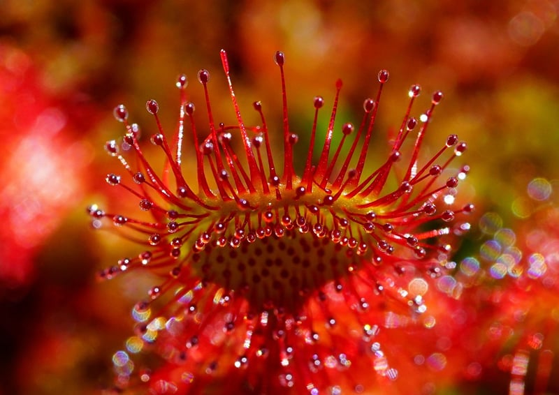 Enchanted garden